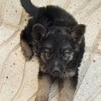 معاوضه کبوتر با سگ