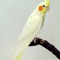 عروس هلندی گمشده