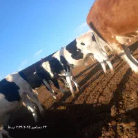 گوساله وگاو