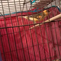 قناری|پرنده|ماهان, |دیوار