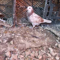 کبوتر|پرنده|سیجوال, |دیوار