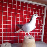 دو تا نر واز دمگیر|پرنده|اصفهان, اطشاران|دیوار