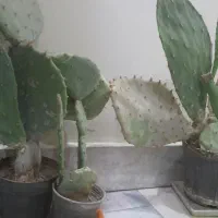 گل کاکتوس|گل و گیاه طبیعی|تهران, دولاب|دیوار