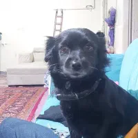 اشپیتزماده۲ساله|سگ|شهریار, کهنز|دیوار