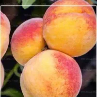 فروش نهال هلو آلبرتا دیررس|خدمات باغبانی و درختکاری|مهاباد (آذربایجان غربی), |دیوار