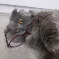 گربه اسکاتیش فولد نر