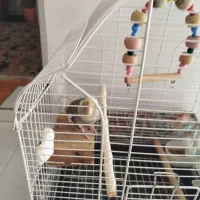 عروس هلندی ماده