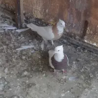 طوقی نرو ماده پالخت