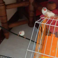 دوجفت فنچ جوجه بده