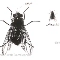 سم سمپاش سم پاش سمپاشی سم پاشی ساس سوسک موریانه|خدمات نظافت|نیشابور, شهرک قدس|دیوار