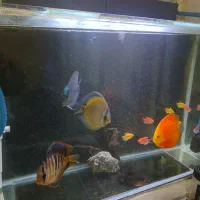 دیسکس ۵و ۶اینچ|ماهی|تهران, آهنگ|دیوار