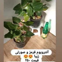 گلهای اپارتمانی|گل و گیاه طبیعی|خواف, |دیوار