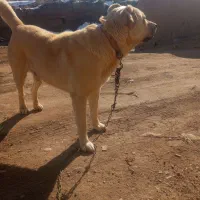 سگ گله ی خیلی خوب