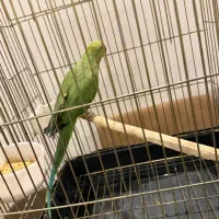 طوطی ملنگو ماده