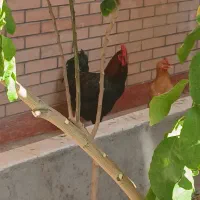 ید عدد خروس بزرگ جهت  معاوضه