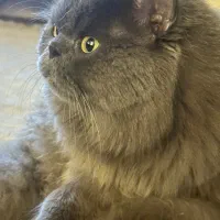 گربه اسکاتیش