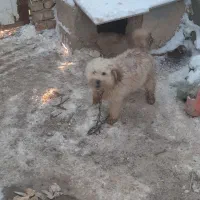 سگ بازیگوش پاکوتاه نر قیمت یک و پونصد