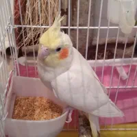 دو عدد عروس هلندی