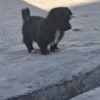 سگ پامر اشتپیز|سگ|ماهدشت, |دیوار