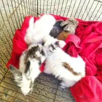 خرگوش لوپ|موش و خرگوش|ملایر, |دیوار