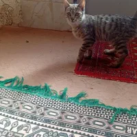 واگذارئ رایگِان چند تا بچه گربه|گربه|خوانسار, |دیوار