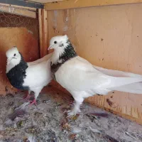 کبوتر پرشی و تزئینی