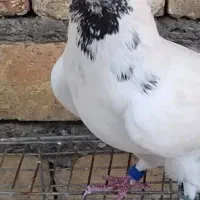 نر اصل تهران