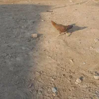 مرغ وخروس|حیوانات مزرعه|شاهین دژ, |دیوار