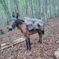 قاطر|حیوانات مزرعه|کلاردشت, |دیوار