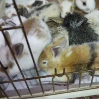 خرگوش|موش و خرگوش|خورموج, |دیوار