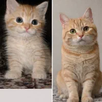 گربه نژاد دار