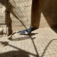 کفتر سرک جوجه و ماده برای فروش|پرنده|شیراز, تندگویان|دیوار