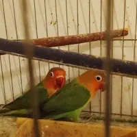 پرنده|پرنده|کیش, |دیوار