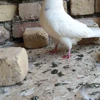 کفتر درجه یک