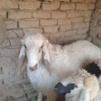 یه قوچ دورگه مخصوص نگهداری|حیوانات مزرعه|هیرمند, |دیوار