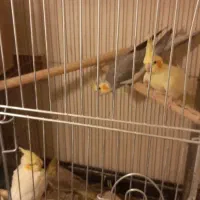 عروس هلندی مولد