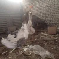 دو عدد غاز نر