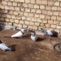 کفتر پر ودوبهر  وکاشونی