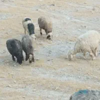 14راس میش داشتی|حیوانات مزرعه|کازرون, |دیوار