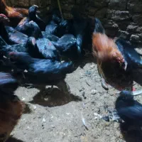 خروس سیاه|حیوانات مزرعه|مشهد, نیزه|دیوار