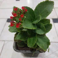 گل کالانکوئه.پپرومیا قطره باران. بلک گلد.درختچه|گل و گیاه طبیعی|قم, نیروگاه|دیوار