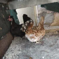 فروش مرغ گلین یکساله