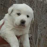 توله شیر سفید درشت هیکل سگ سرابی