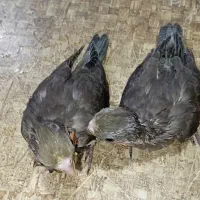 جوجه عروس هلندی دستی سرلاکی