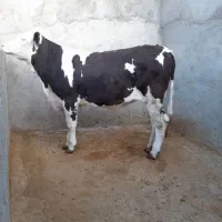 تلیسه پا به کل نژاد دار