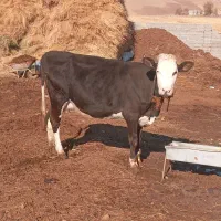 گاو گوشتی شیری