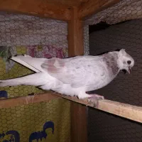 تعدادی کبوترساعتی خوش رنگ|پرنده|شاهرود, |دیوار