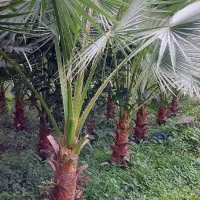 پالم|گل و گیاه طبیعی|رودسر, |دیوار