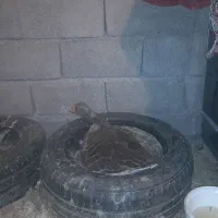 چهار عدد غاز سرحال و سالم یک نر و سه ماده
