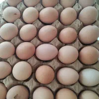 تخم مرغ شکسته